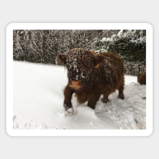 Scottish Highland Cattle Calf 1911 Sticker